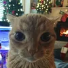 Bolbi avatar
