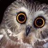 Impressive Very Nice avatar