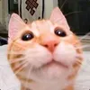 Диоксометилтетра avatar