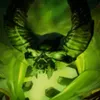 Neskimo avatar