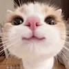 louis avatar