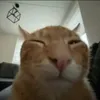 布赫 avatar
