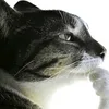 Pikarooncs avatar