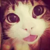 W Goated avatar