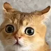 soblaznyahka avatar