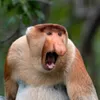 qanefeto avatar