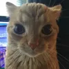 S1rgo avatar