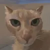 chippy chips avatar