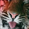 Rohan990 avatar