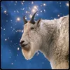 spacegoat avatar