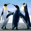 C9◄☼Razor☼™ avatar
