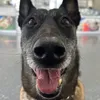 DOG Asti avatar