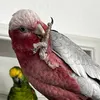 cockatoo_guy avatar