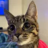 GiKa avatar