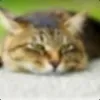 AJIex1s avatar