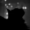 kotik avatar