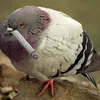 Philiiip avatar