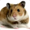 Hamster avatar