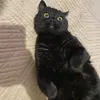 Houdini avatar
