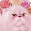 treider avatar