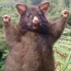 Beast avatar
