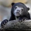 Hammy avatar
