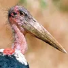 Storken avatar