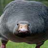 I'm Goose avatar