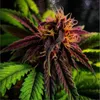 G13 Haze avatar