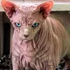 zniklasskill avatar