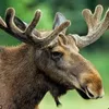 Moose avatar