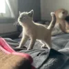 Meow avatar