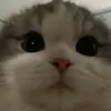 Ertzuka avatar