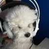 danchoo twitch avatar