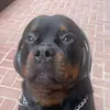dawg avatar
