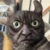fyli avatar