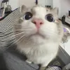 cat_enjoyer37 avatar