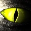 zaipen avatar