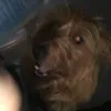 Cyanide avatar