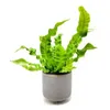 Crinkly Fern avatar