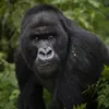 TheGreatestGorilla avatar
