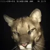 unferno avatar