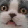 cAkeJJ avatar
