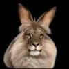 papuanec avatar