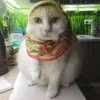 DADA avatar