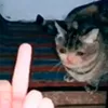 podkidish avatar