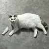 Mr. Gatito avatar
