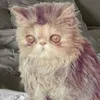 3pls avatar
