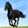 Jimmie avatar
