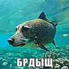 Пьер Дунн avatar